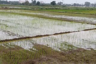 Sowing of pulses oilseeds and paddy in monsoon season
