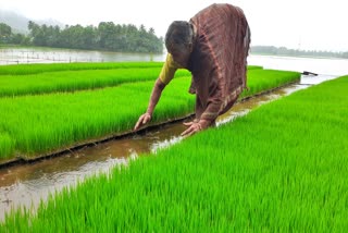 paddy-cultivation-on-house-terrace-in-karwar