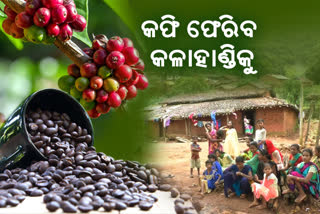 ଫେରିବ ପୂର୍ବ ଗୌରବ, କଳାହାଣ୍ଡିରେ ପୁନଶ୍ଚ ହେବ କଫି ଚାଷ