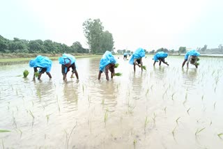 paddy transplantation started in ramnagar