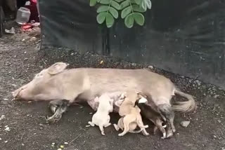 A pig became the mother of puppies