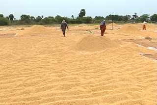 Goyal on rice