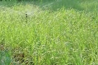 Cultivation of lemongrass instead of opium in Gaya