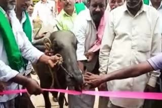 a-bus-stop-inaugurated-by-buffalo-in-karnataka