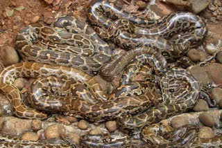 snake world in mandla district of mp