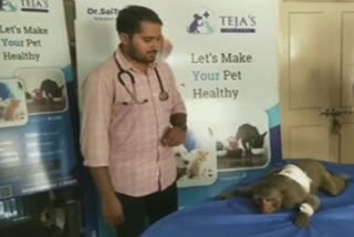 Watch:Doctors remove air gun pellet from monkey's shoulder