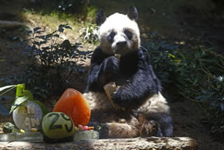 World's oldest male giant panda dies at age 35 in Hong Kong