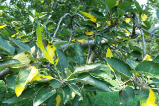 Hailstorm Damages Crops