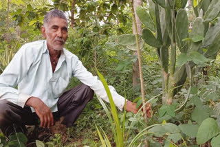 More than 250 medicinal plants in Ramlotan Kushwaha's farm