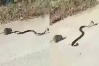 Cobra Snake Rat fight