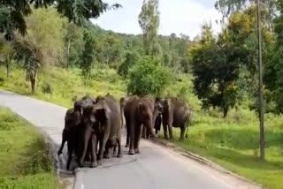 elephants