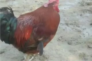 Last rites of dead cock on pratapgarh