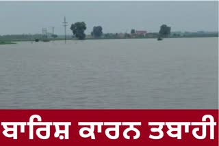 crop destroyed by heavy rain Jalandhar