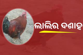 କୁକୁଡାର ମୃତ୍ୟୁ ପରେ ଦଶାହ ପାଳିଲେ ମାଲିକ, ସାମିଲ ହେଲେ ୫୦୦ ଲୋକ