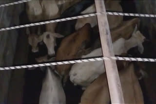 police raid against cow smugglers in koliabar