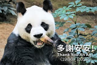 Male Panda An An Hong Kong Ocean Zoo
