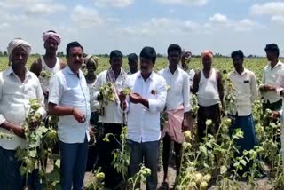 Sunflower yield declined due to Poor seed