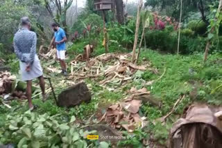 Wild Elephant attack in Thrissur Palappilli region  പാലപ്പിള്ളി മേഖലയിൽ വീണ്ടും കാട്ടാനയിറങ്ങി  തൃശൂർ പാലപ്പിള്ളി വാര്‍ത്ത