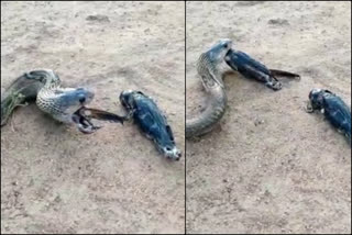 cobra swallows two myna then spits out  മൈനകളെ വിഴുങ്ങി പൊല്ലാപ്പിലായി മൂര്‍ഖന്‍ പാമ്പ്  കര്‍ണാടക ഷിവമോഗയിലെ മുദ്ദിനകൊപ്പ ഗ്രാമം  വിഴുങ്ങിയ മൈനകളെ ഛര്‍ദിച്ചുകളഞ്ഞ് മൂര്‍ഖന്‍ പാമ്പ്