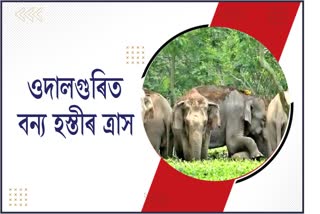 Elephant menace in Udalguri