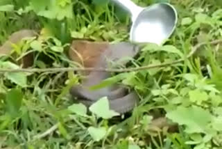 King Cobra seen in Betul field