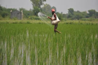 No adverse effect of chemical fertilizers if used as recommended: Govt