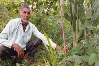 Farmer Ramlotan has 13 types of gourds in his field