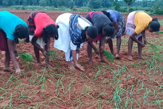 Mandar MLA Shilpi Neha Tirkey did work of sowing in field