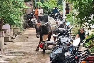 Bull charge in Tuni  bull attack andhra pradesh  bull attack tuni  10 people injured at tuni kakinada  bull attack video india  തെരുവിൽ കാളയുടെ പരാക്രമം  നാടിനെ വിറപ്പിച്ച് കാളക്കുറ്റൻ  ആന്ധ്ര പ്രദേശിൽ കാളയുടെ ആക്രമം