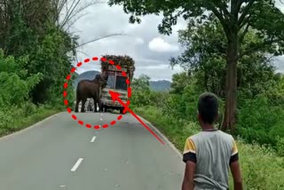 Wild Elephant blocks a Sugarcane truck - Viral video