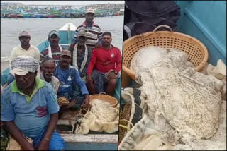 vizhinjam  whale vomit  ambergris  what is ambergris  തിമിംഗല ഛര്‍ദി  വിഴിഞ്ഞം തീരത്ത് തിമിംഗല ഛര്‍ദി  ആംബര്‍ഗ്രീസ്  എണ്ണത്തിമിംഗലം