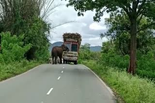 Wild Elephant blocks a Sugarcane truck - Viral video  elephant attack lorry at tamilnadu  wild elephant viral video in india  wild elephant stopprd the lorry and ate sugarcane  കരിമ്പുമായി പോയ ലോറി തടഞ്ഞ് കാട്ടാന  സത്യമംഗലം മൈസൂർ ദേശീയപാതയിൽ കാട്ടാന  ലോറി തടഞ്ഞ് കരിമ്പ് തിന്ന് കാട്ടാന  കാട്ടാന ആക്രമണം