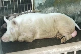 african-swine-fever-outbreak-in-sivasagar