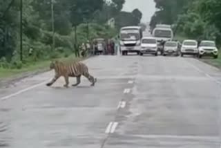 Forest department stopped traffic on Nagbhid-Brahmapuri highway to give way to tiger, video viral