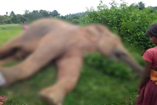 wild-elephant-died-in-ranchi
