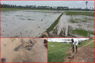 farmers problems with fishes in farms at krishna district