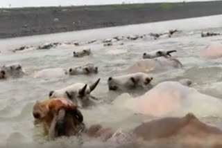 Watch: Cows jumping into reservoir after wild boars chase