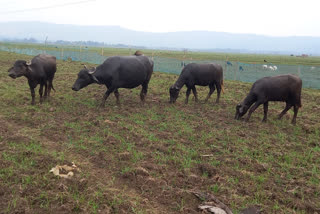 Farmers handed over paddy to cattle