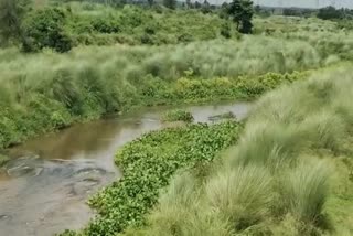 Polluted River Water news