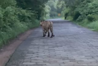 People again saw tigress on Trinetra Ganesh temple road