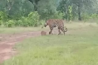 Tiger roaming fearlessly in Balaghat