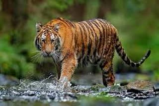 Tiger attacked a woman who went to graze cattle in Kota range of Ramnagar