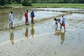 PADDY CROPS EXTENSIVE DAMAGE IN RAINS KANNUR  നിലയ്‌ക്കാത്ത മഴയിൽ മുങ്ങി കണ്ണൂരിലെ നെൽപ്പാടങ്ങൾ  കണ്ണൂരിലെ കർഷകർ ദുരിതത്തിൽ  കണ്ണൂരിലെ നെൽ കർഷകർ ദുരിതത്തിൽ  കനത്ത മഴയിൽ മുങ്ങി കണ്ണൂരിലെ നെൽപ്പാടങ്ങൾ