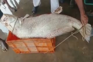 Fish Sold for 3 lakh 10 thousand bhadrak