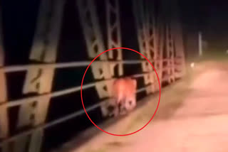 Video of tiger roaming on the bridge of river Gagas goes viral
