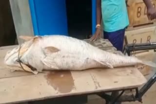 32 kgs fish in odisha