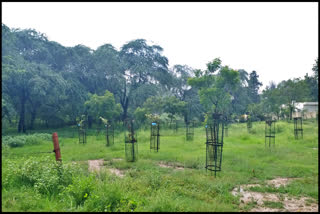 Two crore trees will be planted in Haryana