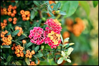 lantana grass plants