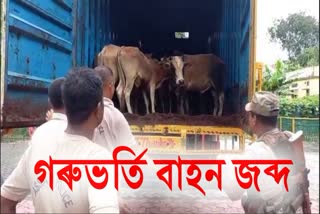 Assam Police raid against illegal Cattle Smuggling in Kaliabor