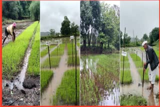 Tribal farmers are worried about damage to rice plants due to heavy rains
